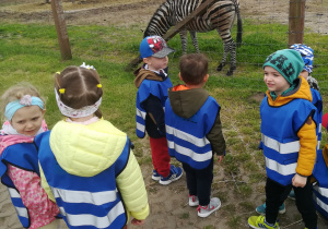 Przedszkolaki obserwują zebry